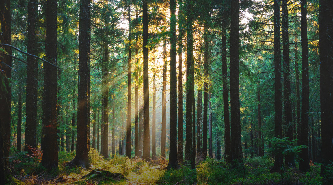 Serene forest scene with sunlight streaming through tall evergreen trees creating a warm glow against the emerald green of the pines